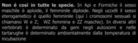 mentre la presenza del cromosoma Y (Y) determina il sesso maschile (sesso eterogametico) Femmina Y Maschio Non è così in