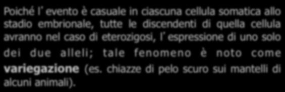 distrofina sul cromosoma causano rispettivamente proteina assente o ridotta.