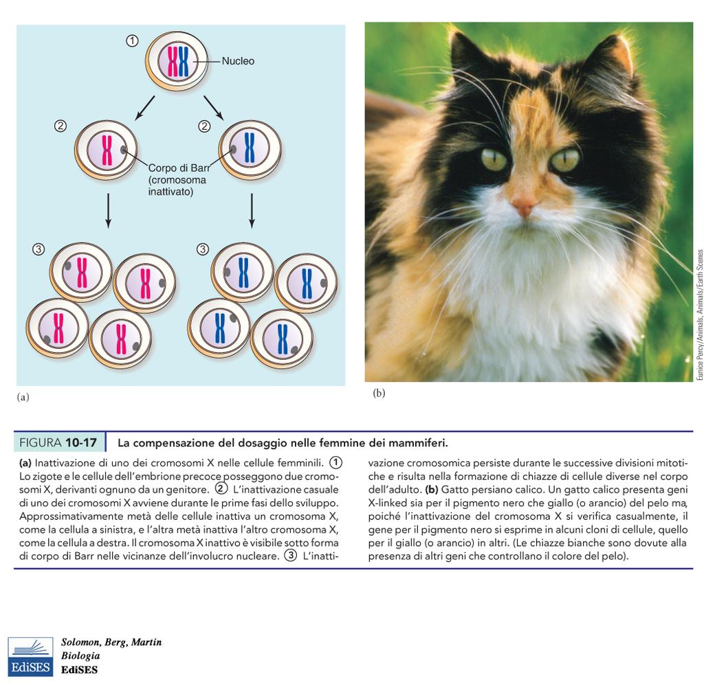 BECKER. Maschio emofiliaco BMD: espressione residua di distrofina (proteina troncata).