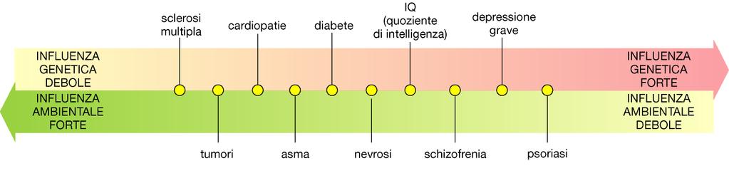 difettoso Enzima C Negli individui eterozigoti l altro allele riesce a supplire producendo l enzima funzionante in quantità maggiore