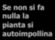 Il fiore e le modalità di riproduzione del Pisum sativum