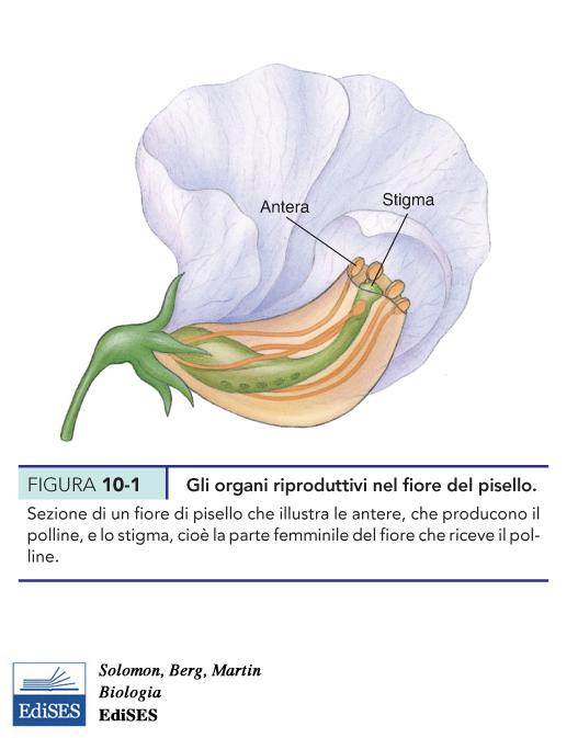 principali fattori: Oggi sappiamo che questo dipende dal fatto