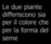 i caratteri negli incroci (incroci diibridi) Le due piante differiscono sia per il