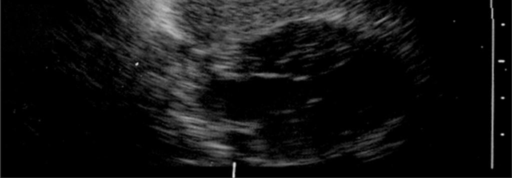 diaphragmatic rupture in dogs