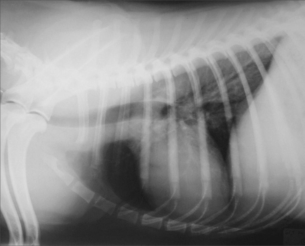 Anatomia radiografica normale Visibile radiologicamente: - versante toracico - ventralmente addominale Variazioni anatomiche in base al posizionamento (raggio