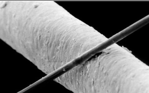 Una fibra di carbonio del diametro di 6 μm (che si estende da