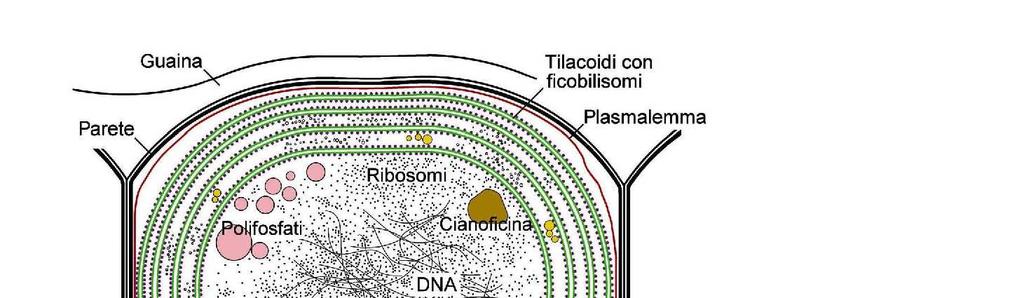 Struttura