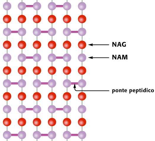La parete cellulare di tutti gli eubatteri contiene uno speciale composto chiamato peptidoglicano (o mureina), un glicopeptide formato da acido N-acetil muramico (NAM) e N- acetilglucosammina