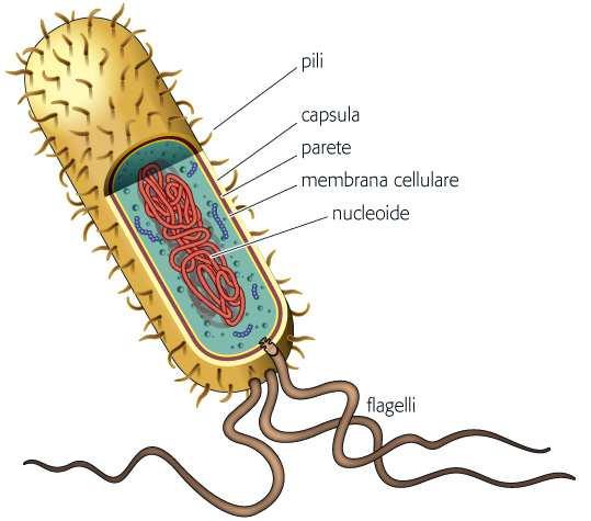 La cellula procariota batterica 1. Piccole dimensioni (da 1 a 10 µm) 2. Non presentano organuli circondati da membrana 3. Possiedono una parete cellulare che li protegge 4.