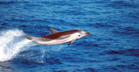 rappresenta l armoniosa intera- Esemplare di delfino Stenella striata nelle acque del Santuario dei Cetacei (foto Santuario dei Cetacei).