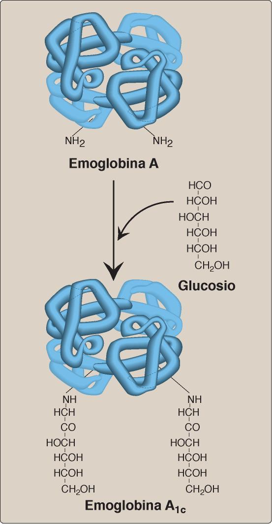 Emoglobina glicata Il glucoso libero nel sangue si può legare covalentemente all emoglobina Se la concentrazione di glucoso nel sangue è molto elevata (es.