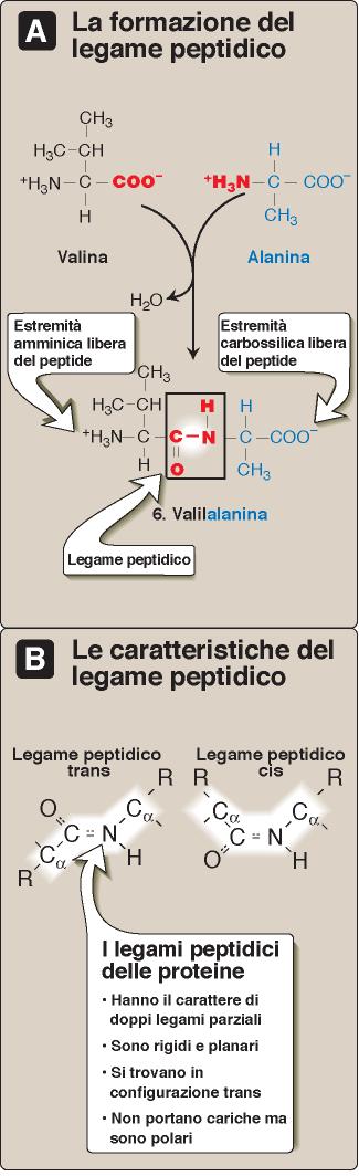 Gli amminoacidi si legano tra loro attraverso un legame peptidico, in cui il gruppo carbossilico di un amminoacido si lega al gruppo amminico dell amminoacido