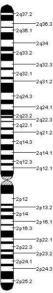 Il gene: LCT 2q21 Sono state identificate 2 varianti genetiche localizzate 13910 bp e 22018 bp a monte del gene umano della lattasi, che risultano associate con