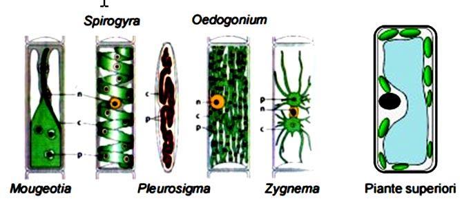 CLOROPLASTO forma: I cloroplasti sono presenti in tutti organismi vegetali e sono localizzati nelle cellule dei tessuti esposti alla luce (foglie, fusti erbacei, gemme, boccioli di fiori, frutti