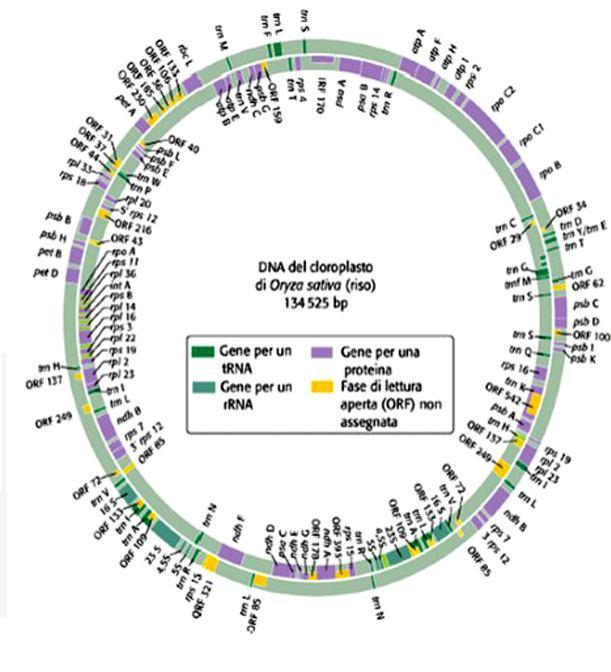GENOMA DEI CLOROPLASTI MOLECOLA CIRCOLARE CIRCA 100 GENI SUDDIVISI IN DUE GRUPPI: -geni per la sintesi di RNA - geni per la sintesi delle proteine sulle membrane dei tilacoidi.