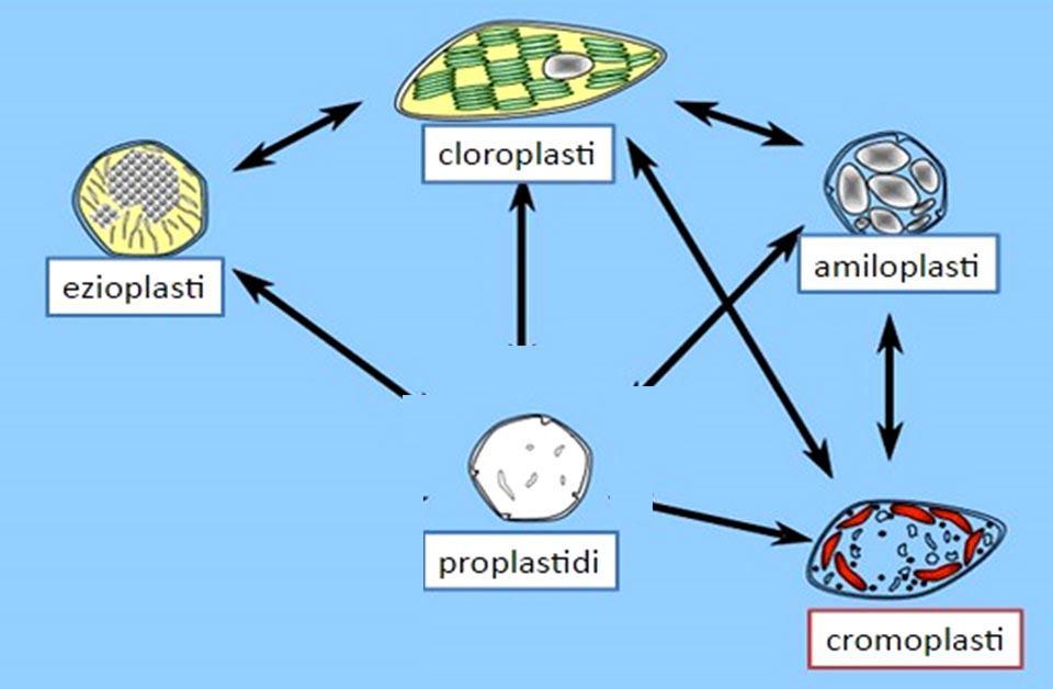 PLASTIDI Proplastidi: organuli piccoli e indifferenziati che maturando danno origine ai plastidi elencati sotto.