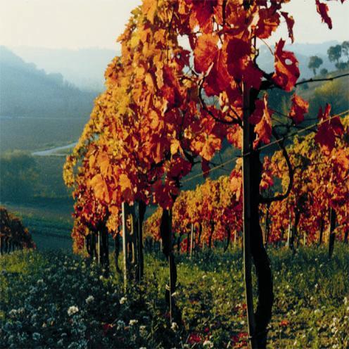 Università degli studi di Teramo Facoltà di Bioscienze e Tecnologie Agro-Alimentari e Ambientali Lezioni di Economia e gestione delle imprese vitivinicole Il sistema agroalimentare Emilio Chiodo Anno