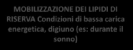 in forma fosforilata interagiscono con la lipasi ormonesensibile e ne permettono l accesso nella goccia lipidica la PKA fosforila sia le perilipine sia la lipasi