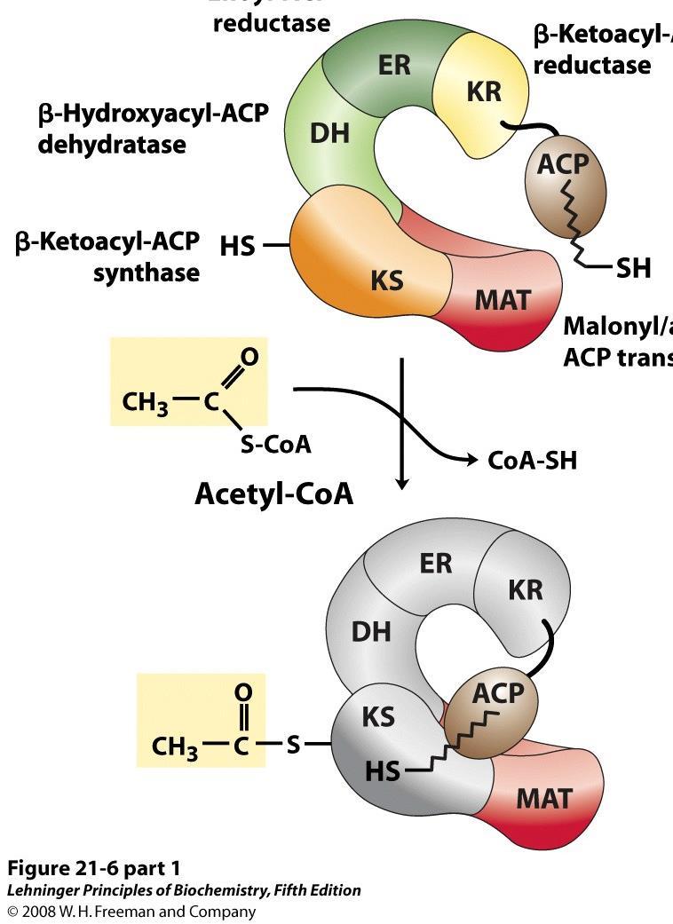 (ACP) proteina trasportatrice di acili (KS) β-chetoacil -ACP sintasi (MAT) Malonil/acetil-CoA-ACP transferasi L Acetile viene legato al gruppo tiolico di