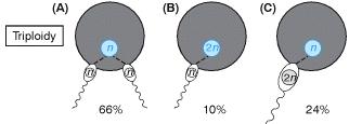 I meccanismi molecolari che causano le euploidie Monoploidia Triploidia uova non fecondate.