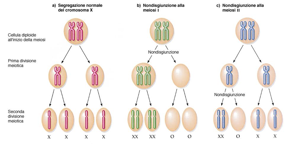 La nondisgiunzione meiotica è il principale meccanismo molecolare dell