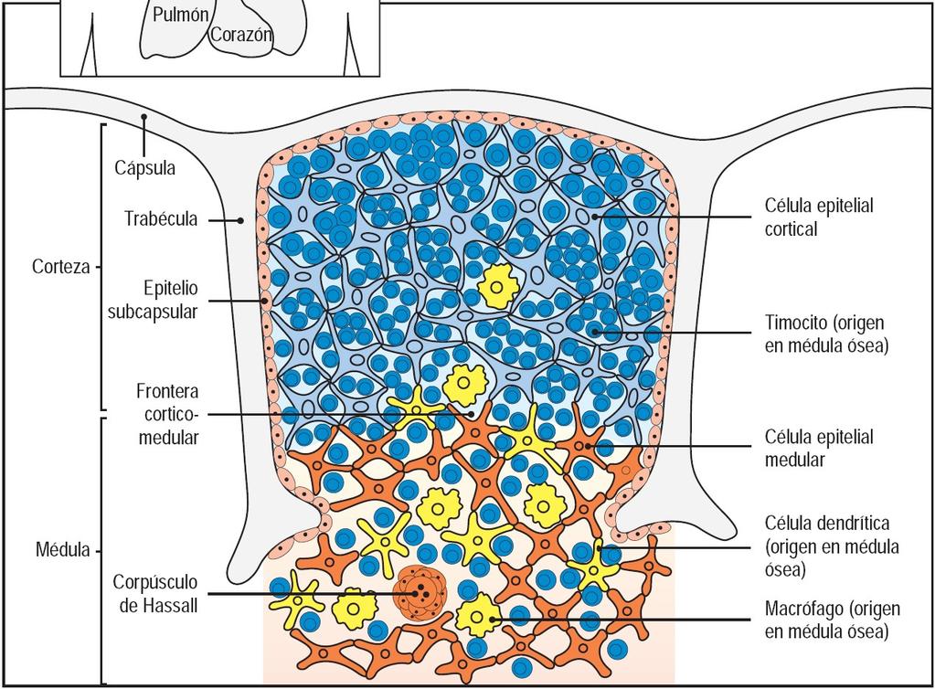 CLASSIFICARE una leucemia acuta LEUCEMIA LINFATICA ACUTA T Linfopoiesi T Progenitore T CD34,