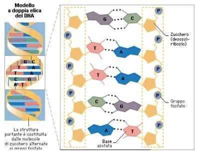 5. TUTTI GLI ESSERI VIVENTI CONTENGONO UNA MOLECOLA INFORMAZIONALE CHIAMATA DNA. GLI ESSERI VIVENTI POSSIEDONO UN PATRIMOMIO GENETICO.