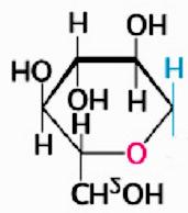 4 6 5 3 Due molecole di glucosio possono legarsi covalentemente mediante la formazione