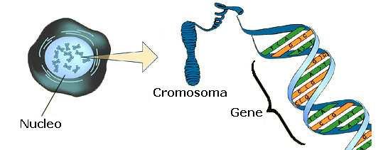 Geni e alleli Tutte le informazioni dipendono unicamente dalla particolarità del gene responsabile di quel carattere ereditario.