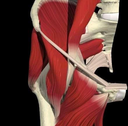 ILEOPSOAS Flessore (e rotatore) Grande psoas * *