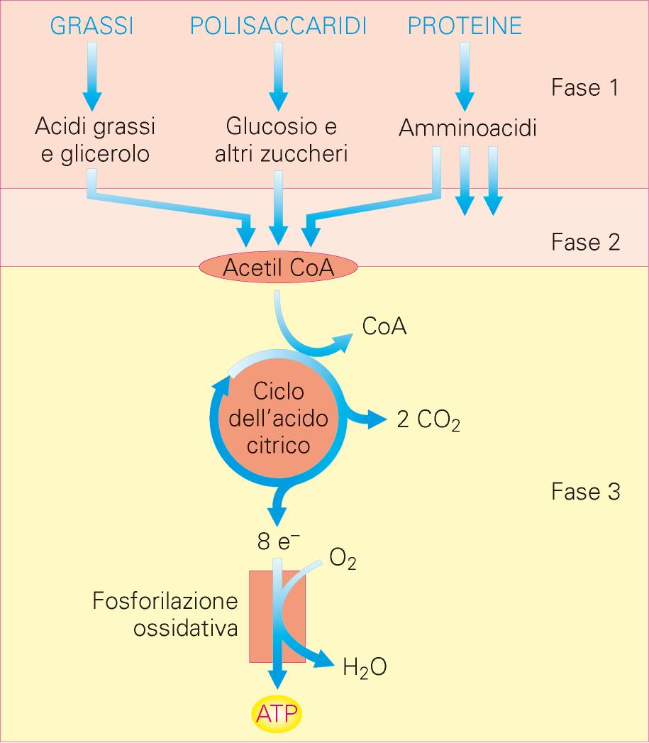 Digestione delle macromolecole nei componenti fondamentali Monosaccaridi, acidi grassi e amminoacidi vengono trasformati in acetilcoa AcetilCoA (2 atomi di C) viene trasfromato in CO 2 durante il