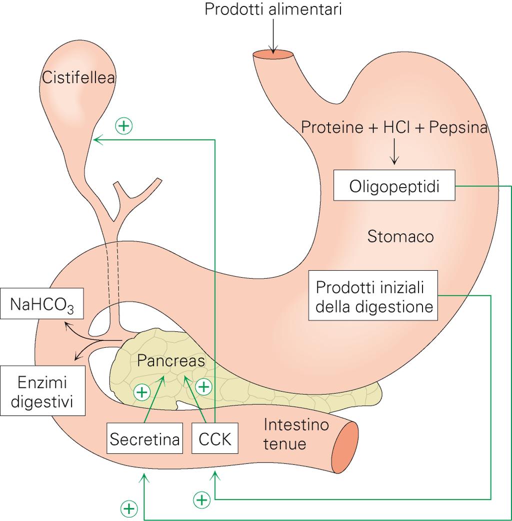 Glucidi = polisaccaridi (amido, glicogeno), disaccaridi (lattosio, saccarosio), monosaccaridi (fruttosio) Lipidi = trigliceridi, colesterolo, fosfolipidi Proteine Sali