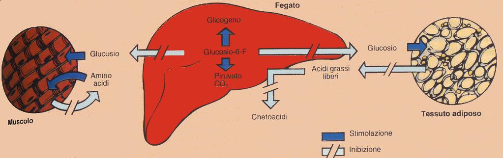 Insulina L insulina viene secreta in risposta all aumento della glicemia e stimola l ingresso di glucoso nei tessuti (azione ipoglicemizzante) A livello epatico e muscolare, favorisce il
