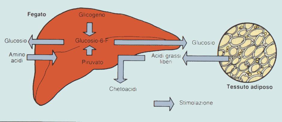 Glucagone Il glucagone viene secreto in risposta alla diminuzione della glicemia A livello epatico si ha liberazione di glucoso dal glicogeno A livello del