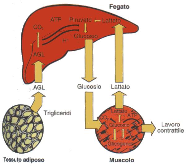 Attività muscolare anaerobica Nell attività anaerobica, il muscolo può ricavare ATP dalla glicolisi in assenza di O 2