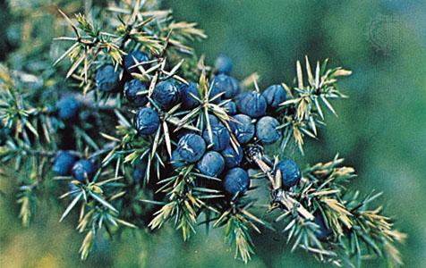 Juniperus (Ginepro) - genere delle Cupressaceae, comprende specie arboree e arbustive, tra cui molte