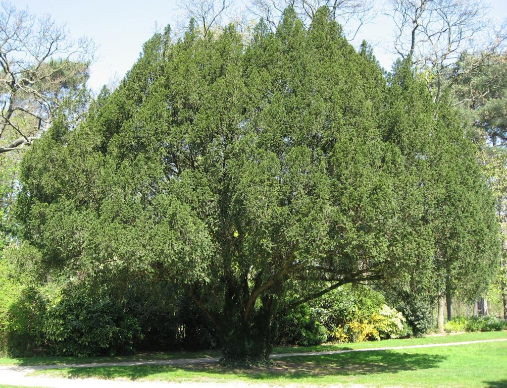 Il tasso è un albero sempreverde di seconda grandezza (tra i 10 e i 20 metri d'altezza), con una crescita molto lenta, per questo motivo in natura spesso si presenta