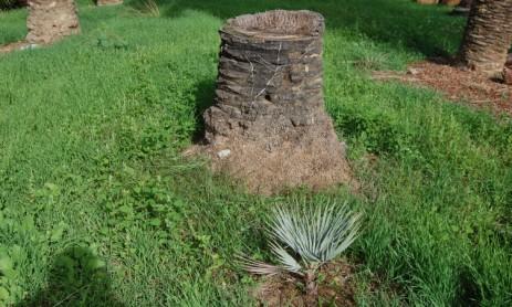 questa calamità per un patrimonio botanico, che per Bordighera oltre al valore ambientale riveste anche una grande importanza sotto l aspetto culturale.