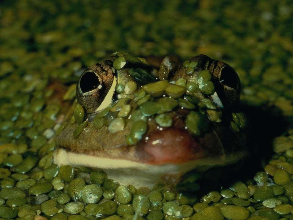 Grazie per l attenzione! Maria Pia Pagliarusco Ente di Gestione per i Parchi e la Biodiversità Delta del Po Emilia-Romagna mpiapagliarusco@parcodeltapo.