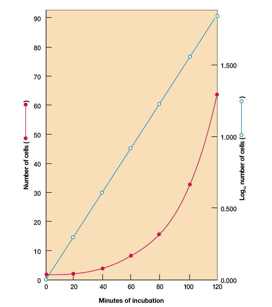 Coltura sincronizzata vs non sincronizzata Escherichia coli (t gen = 20 min) Coltura