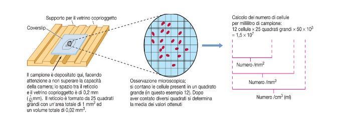 Conteggio mediante contaglobuli Semplice, economico e veloce