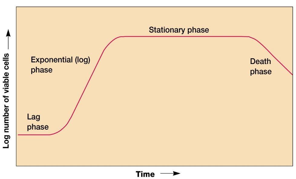 Cinetica della divisione cellulare La curva di crescita Osservata quando i microrganismi vengono coltivati