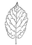 Lamina fogliare: forma/ Shape of leaf blade ellittica/ elliptic Merveille de Bollwiller (*) 6.