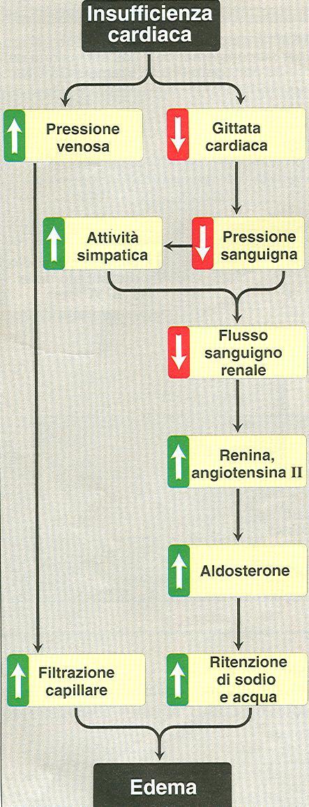 Conseguenze dell insufficienza cardiaca 1 Risposte compensatorie 2 1) Aumento attività simpatica: cuore; vasocostrizione che stimola ritorno venoso e aumenta precarico cardiaco 2) Attivazione