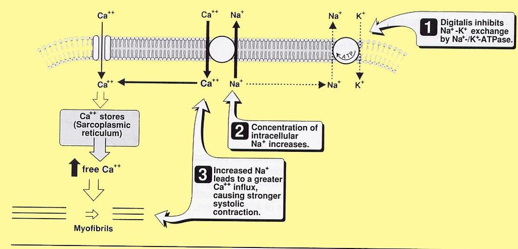 Meccanismo d azione dei glicosidi digitalici + contrattilità - volume telediastolico + efficienza