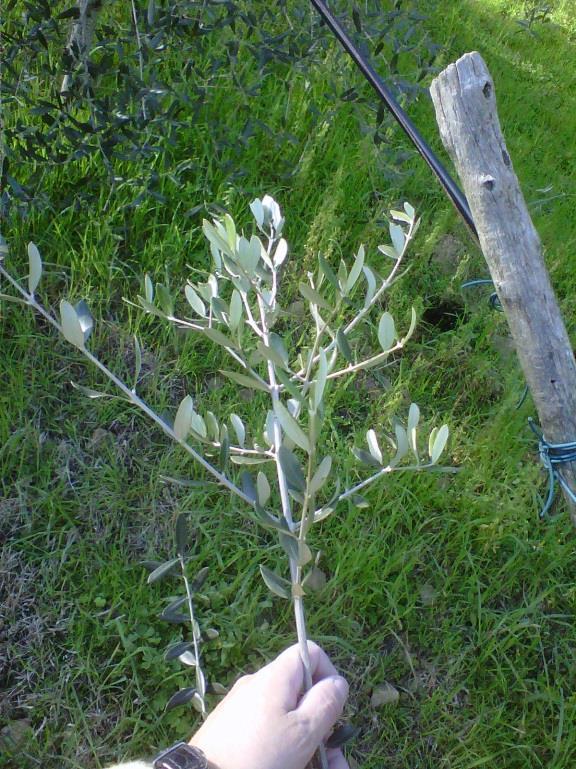 E presto per trarre qualche considerazione, ma si ritiene che l impianto di Torre Bianca fosse