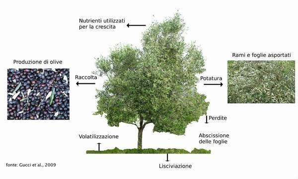 La concimazione dell olivo è una delle