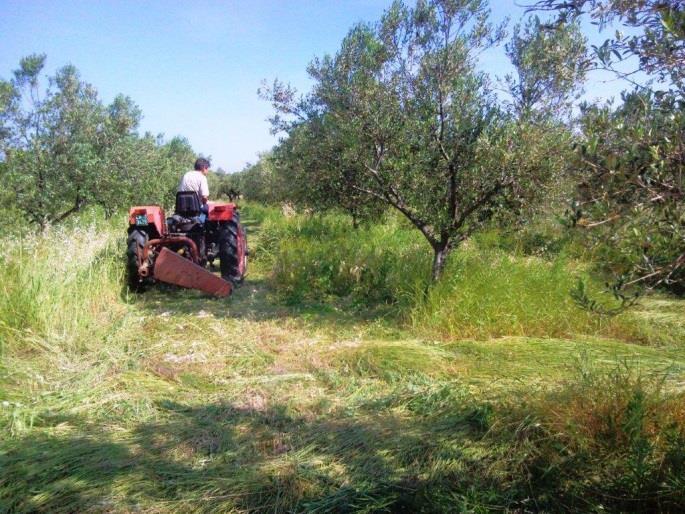 Ma cosa concimiamo? L olivo o l erba?