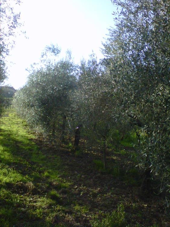 permettono una disponibilità prolungata degli elementi nutritivi consentono di nutrire l olivo in modo più