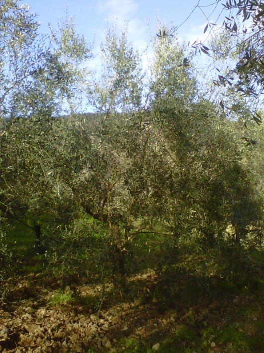 PROTOCOLLO NUTRIZIONE BIO in Oliveto con prodotto GRENA: primi risultati OBIETTIVI: verificare la risposta